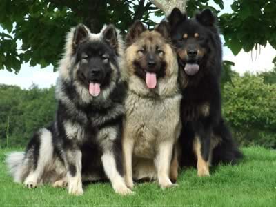 drever-dog