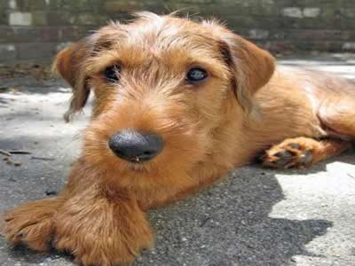 Irish Terrier dog