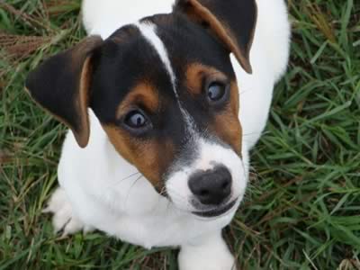 Jack Russell Terrier 