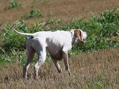 Pointer Inglese  a caccia