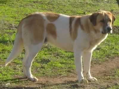 Rafeiro do Alentejo 