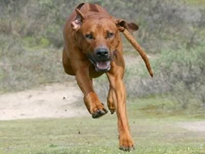 Rhodesian Ridgeback che corre