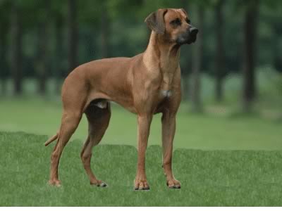 Rhodesian Ridgeback 