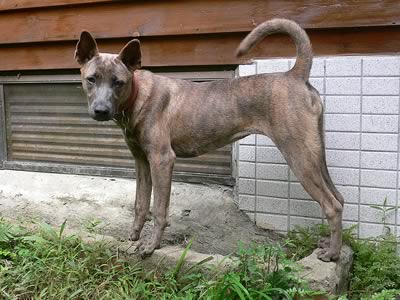 Taiwan Dog