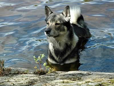 Vastgotaspets in acqua