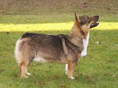 Vastgotaspets 