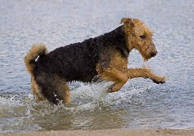 Airedale in acqua
