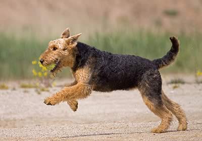 Airedale