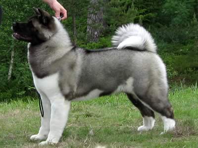Akita americano
