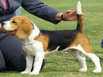 beagle