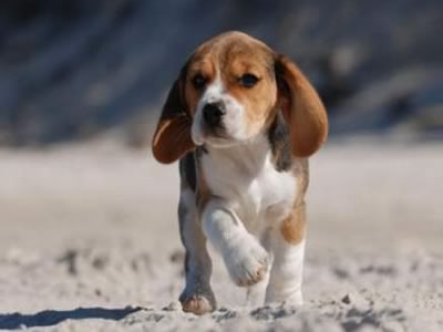beagle