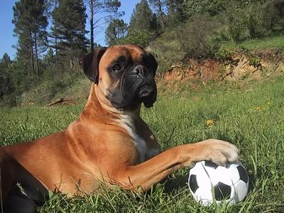 boxer-calciatore