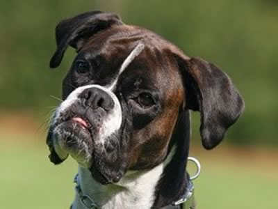 Boxer