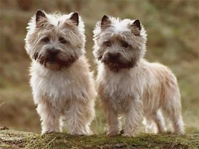 CAIRN TERRIER