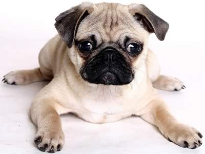 Cuccioli di carlino