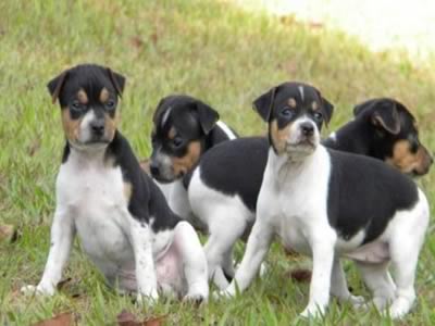 Cuccioli di Terrier Brasiliano