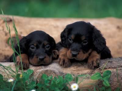 Cucciolo gordon setter