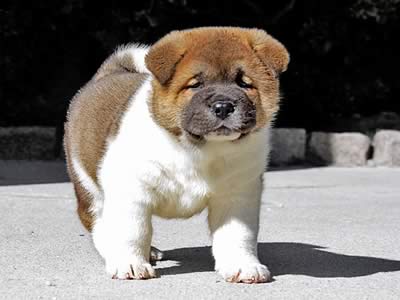 Cucciolo akita americano