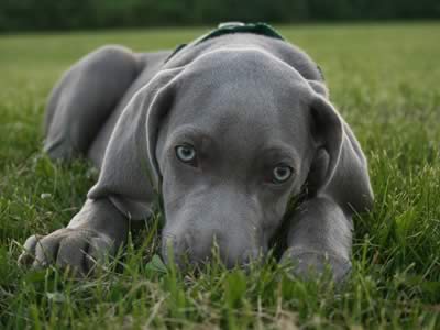 Cucciolo di Weimaraner