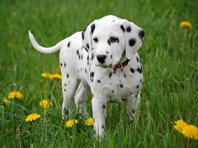 Dalmata nel prato