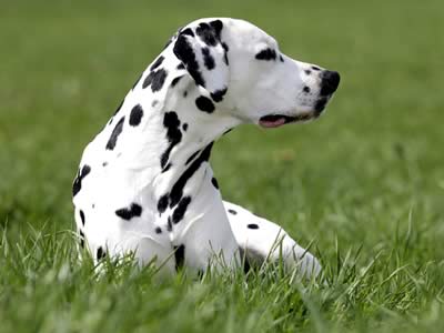 Dalmata