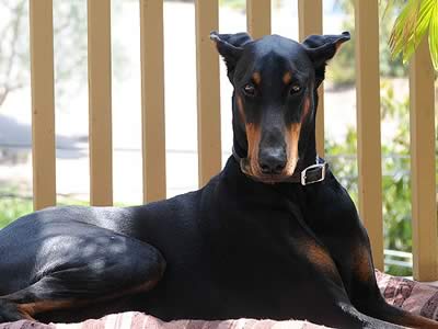 Doberman