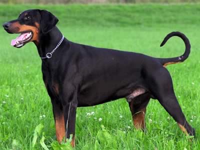 Dobermann