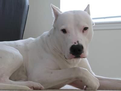 Dogo Argentino 