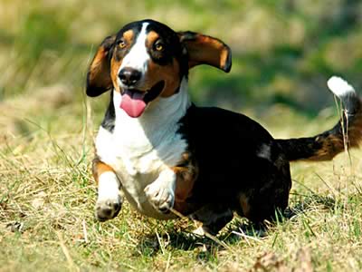 drever che corre