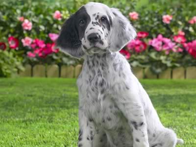 english setter