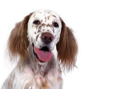 english-setter