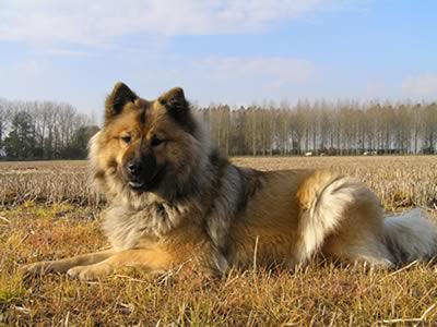 Eurasier