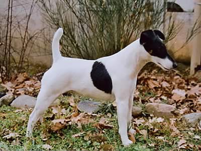 Fox Terrier a pelo liscio