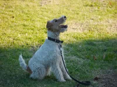 Fox terriere a pelo duro