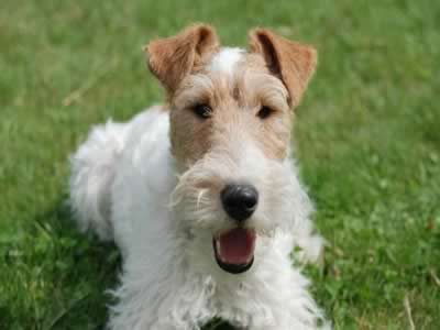 Fox Terrier a pelo duro