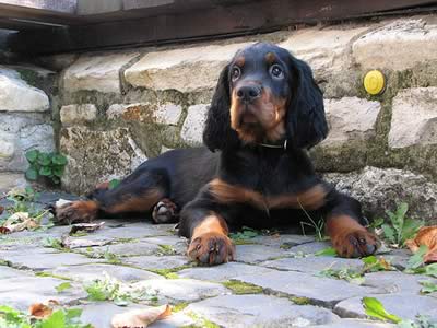 Gordon setter