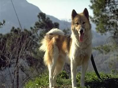 Fox Terrier a pelo liscio