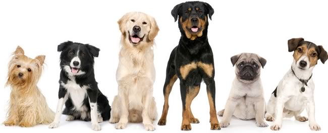 Gruppo di cani