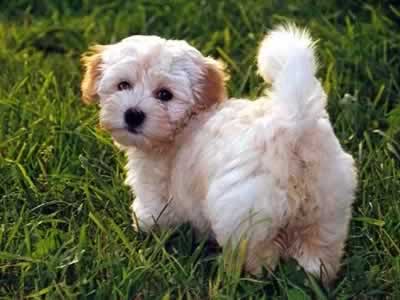 Havanese-cucciolo