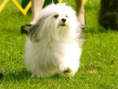havanese