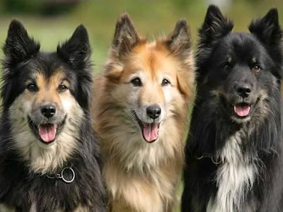 Iceland Dog - Pastore Islandese