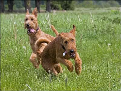 Irish Terrier