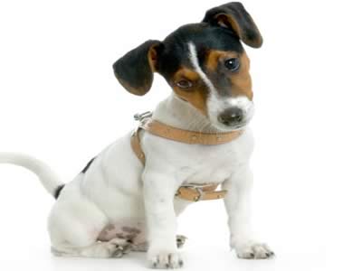 Jack Russell Terrier 