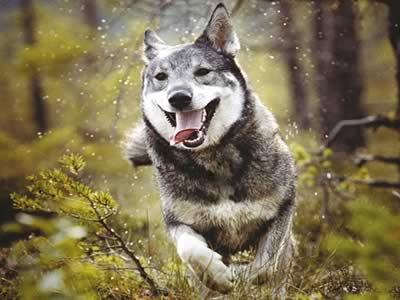 Jämthund che corre
