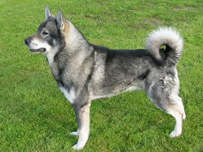 Jämthund