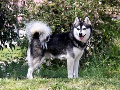 Kai dog