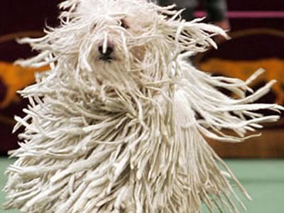 Komondor 