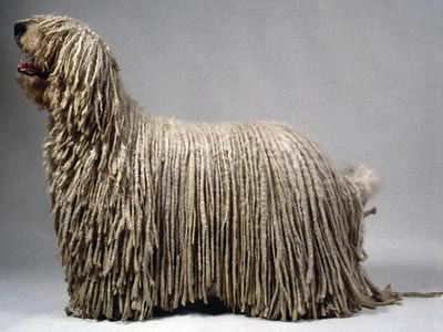 Komondor 