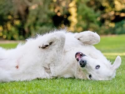 Kuvasz