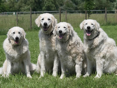 Kuvasz